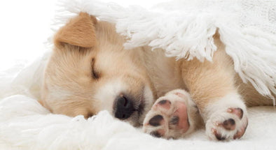 ANOTHER NIGHT, ANOTHER SLUMBER PARTY?  HERE’S HOW TO HELP YOUR PET CATCH SOME ZZZ’S.