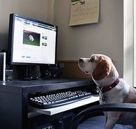 TAKE YOUR DOG TO WORK DAY - JUNE 20!