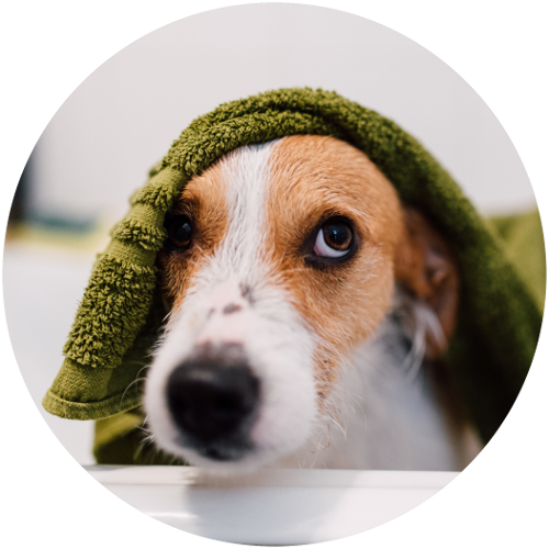 Dog sales spa products