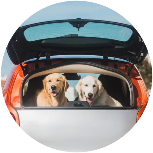 two golden retrievers looking out a back of a car on a beach