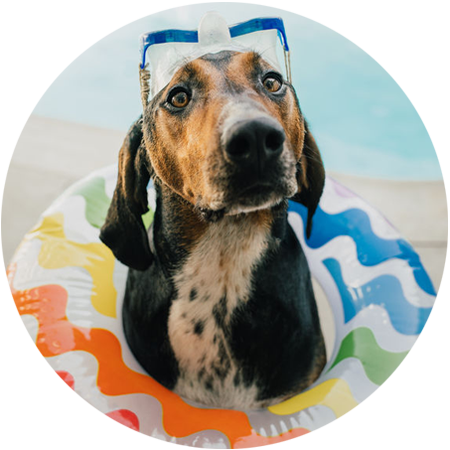 A hound dog with goggles and a summer colorful tube around it