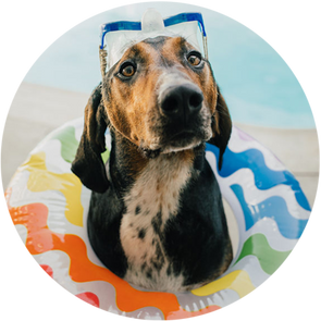 A hound dog with goggles and a summer colorful tube around it