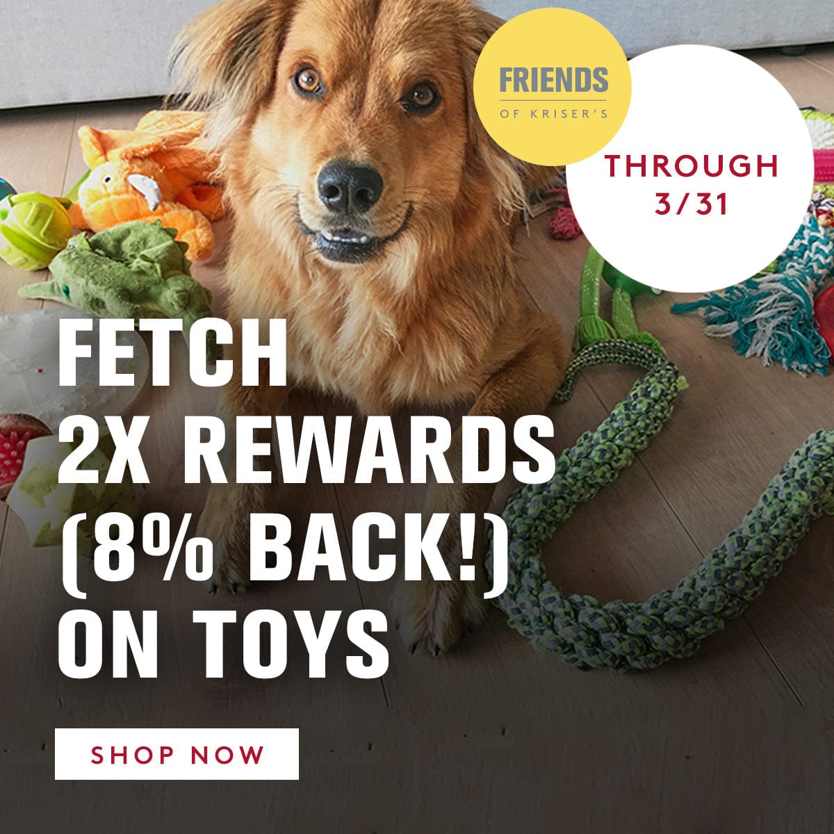 Dog with toys and promotional text for a rewards program