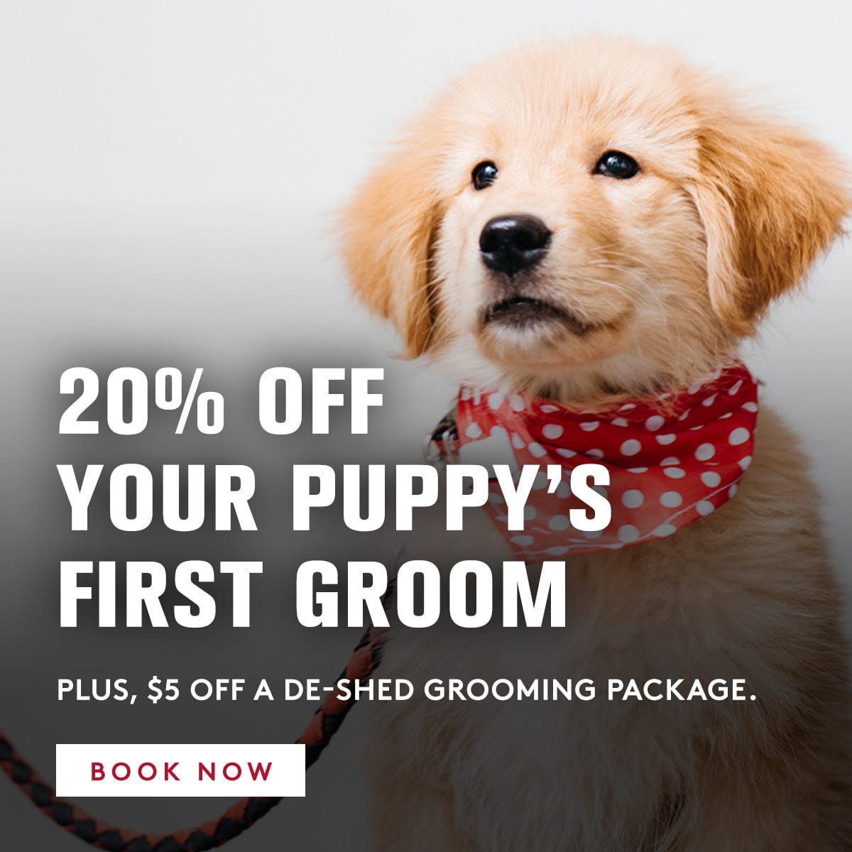 Puppy wearing a red polka dot bandana with grooming service promotion text.