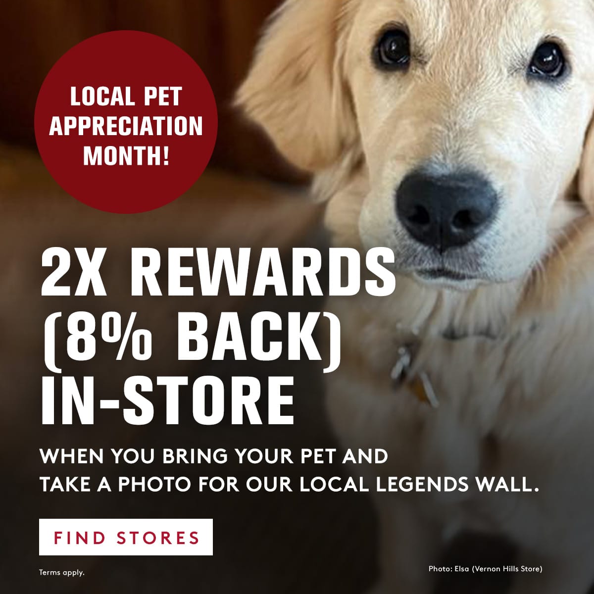 Dog with promotional text for local pet appreciation month and rewards program.