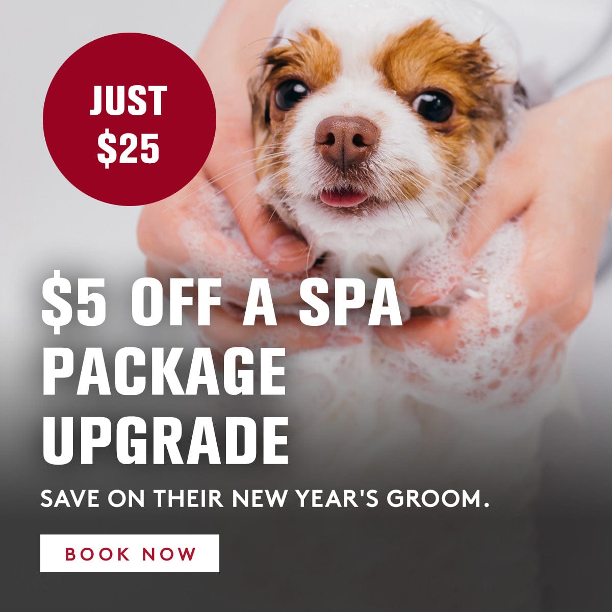 Dog being bathed with promotional text for a spa package upgrade.
