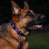 Coastal Pet Products Inspire Adjustable Dog Collar in Purple