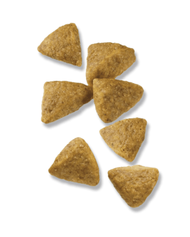 Purina pro plan focus adult 2024 small breed formula dry dog food