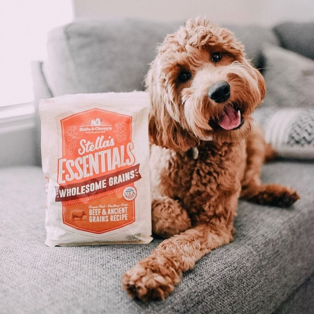 Must-Have Dog Essentials - Food Family and Chaos