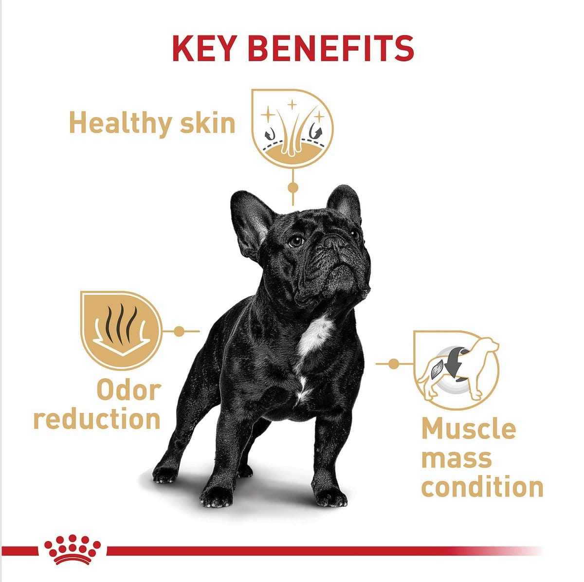 Royal Canin Adult French Bulldog Dry Dog Food - Main Image