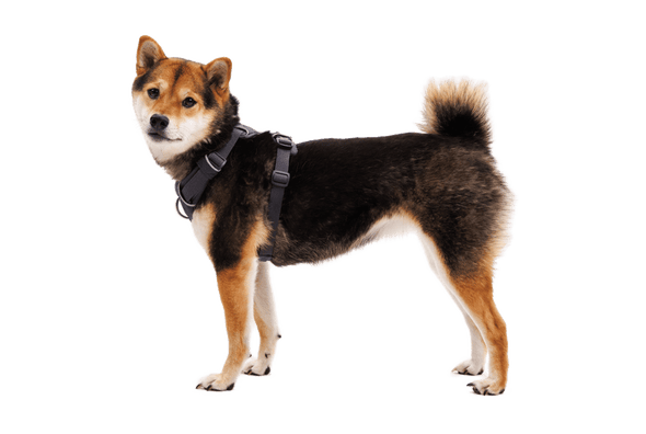 Ruffwear Front Range Dog Harness in Basalt Gray