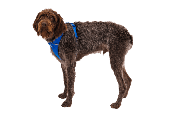 Ruffwear Front Range Dog Harness in Blue Pool