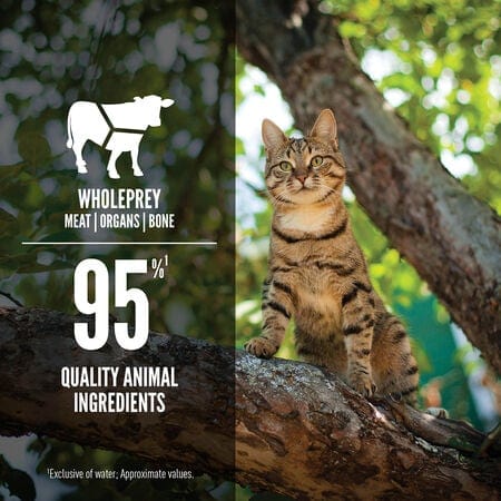 Orijen Regional Red Recipe Canned Cat Food