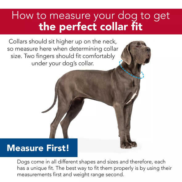 Coastal Pet Products Sublime Adjustable Dog Collar in Blue Waves with Blue Checkers
