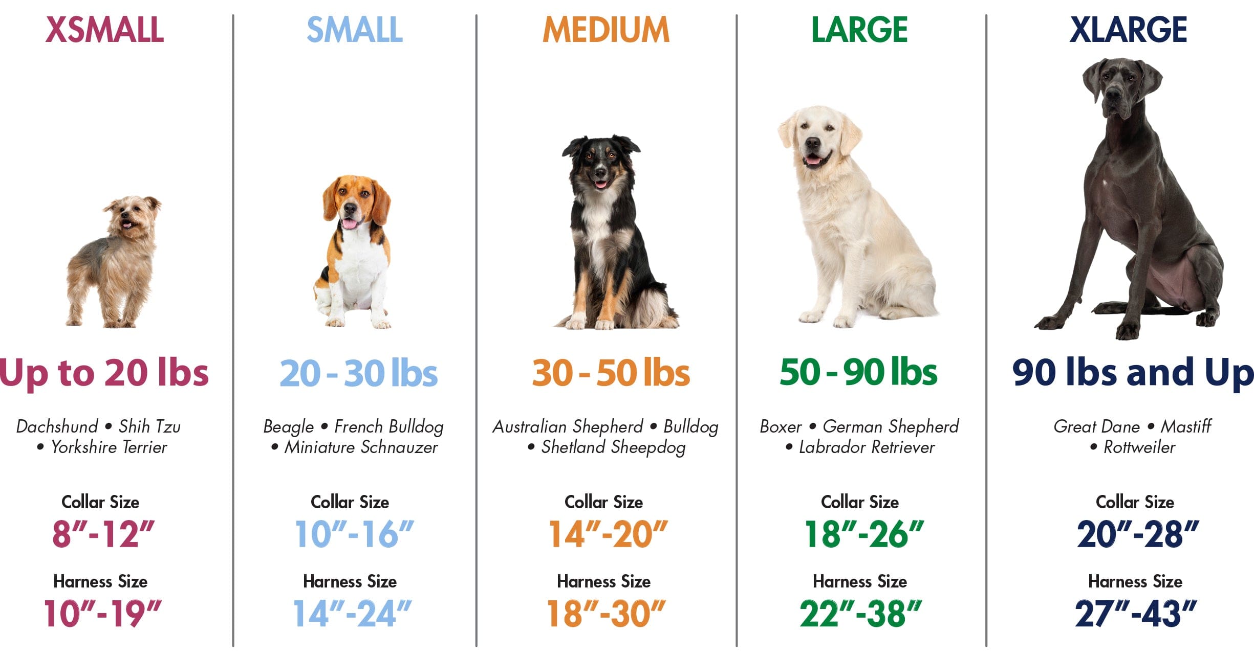 Medium Sized 20 To 30 Pound Dogs 30 Lb Dog Dog Breeds Under 30