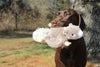 Tall Tails Flying Squirrel Toy for Dogs