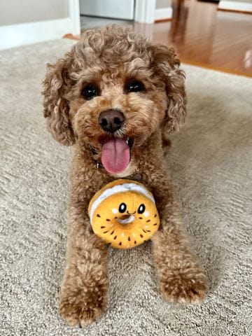Territory Hide-and-Treat Bagel Dog Toy